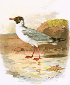 Black-headed Gull